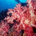 coral_soft_ni_v_0705_png1600.jpg